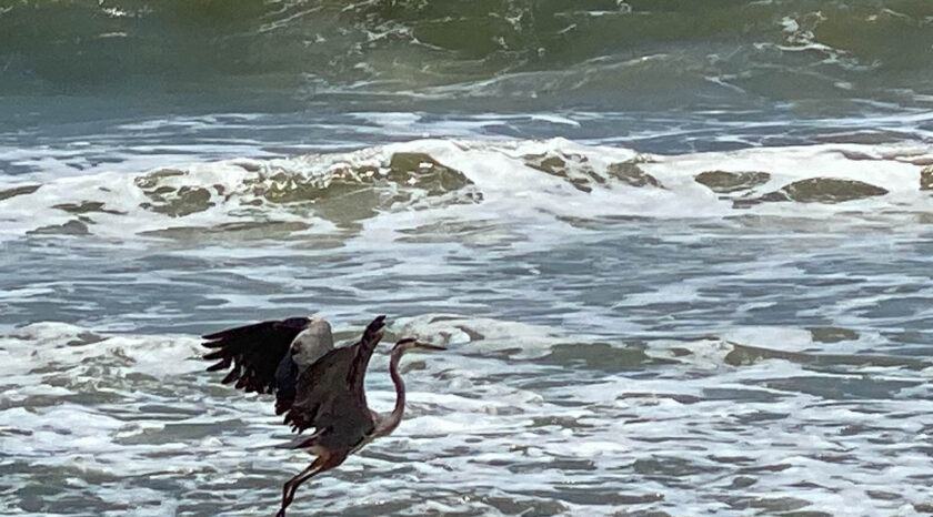 bird at beach